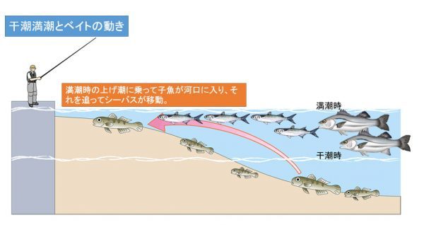 潮汐表 タイトグラフ 潮見表 シーバス釣り 図解 北の釣り モンちゃんの釣りバカ日誌