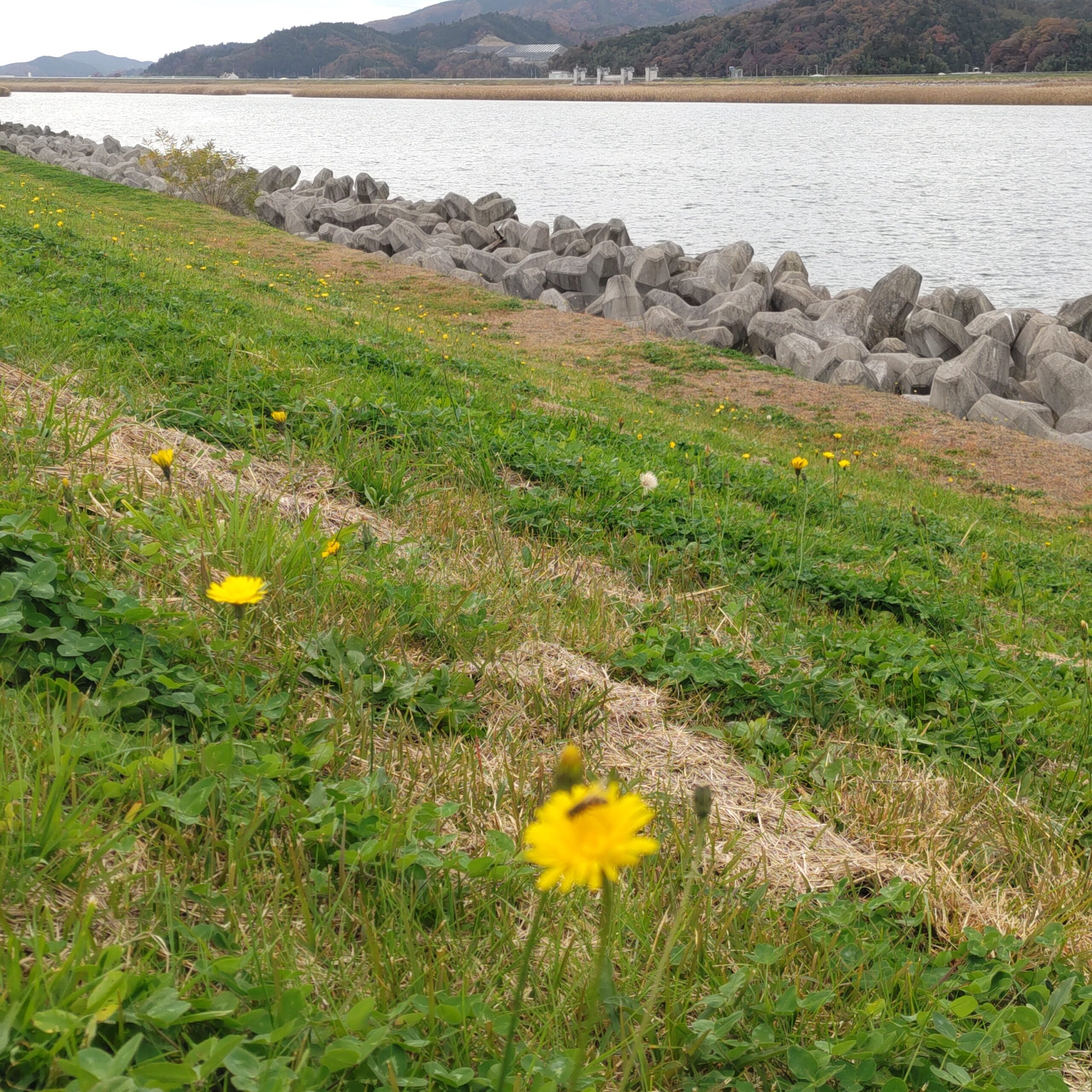 釜谷水門　ハゼ釣り