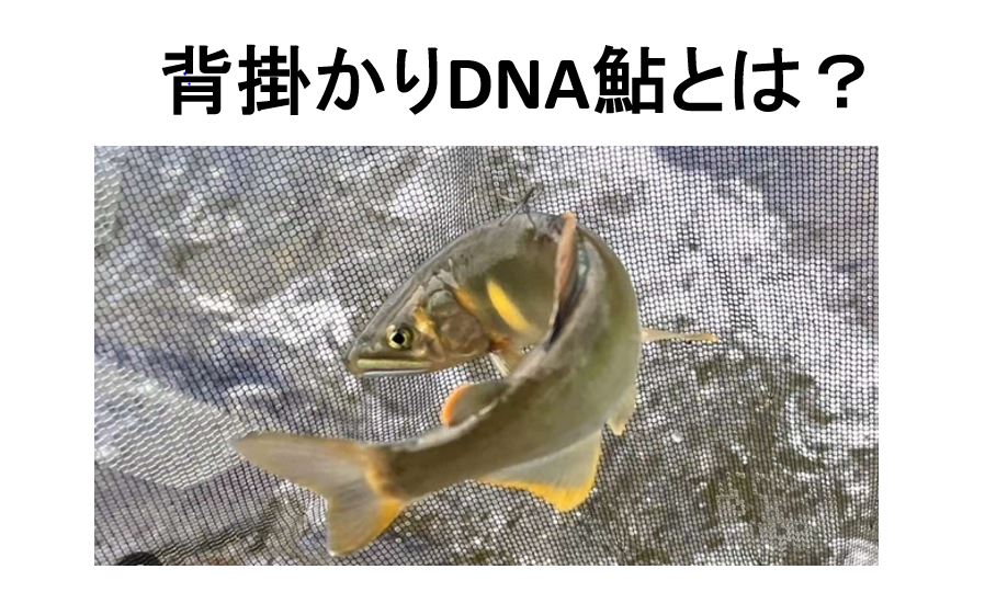背掛かりDNA鮎
