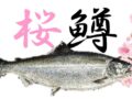 桜鱒